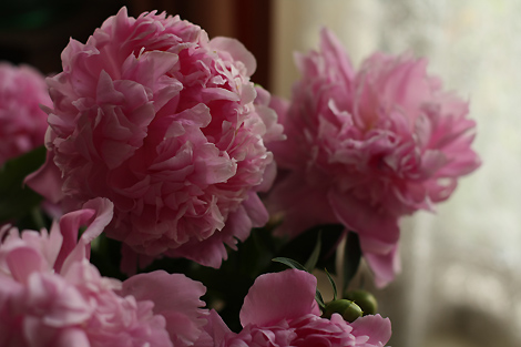 20100522_peonies_4162.jpg