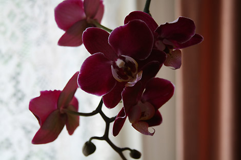 20101106_orchid-470_4505.jpg