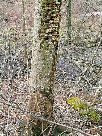 Mushrooms on tree