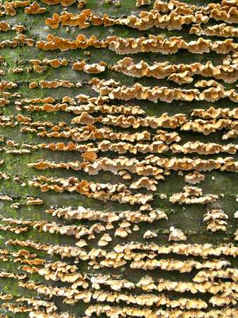 closeup of mushrooms