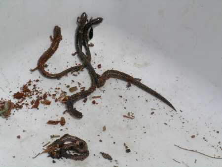 red backed salamanders and earthworms