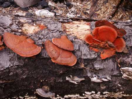 Orange mushrooms