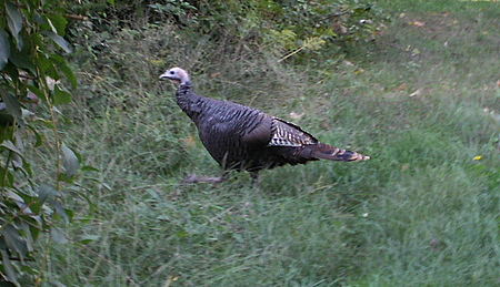 Wild Turkey