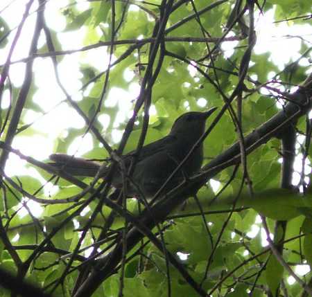 Catbird