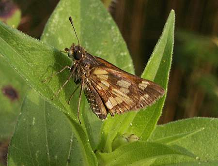 Peck's Skipper butterfly