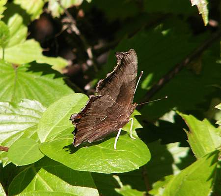 Eastern Comma Butterfly side