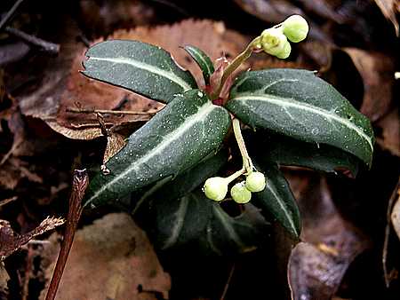 Wintergreen