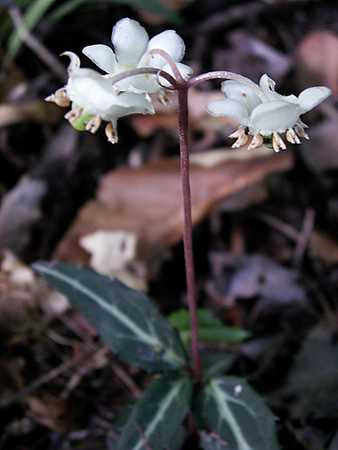 Spotted Wintergreen