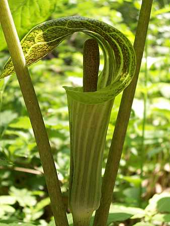 Jack in the pulpit closeup-1-1.jpg