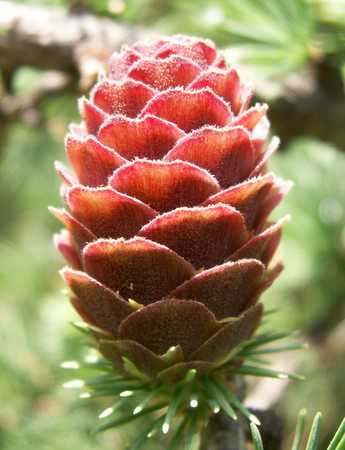 pinecone