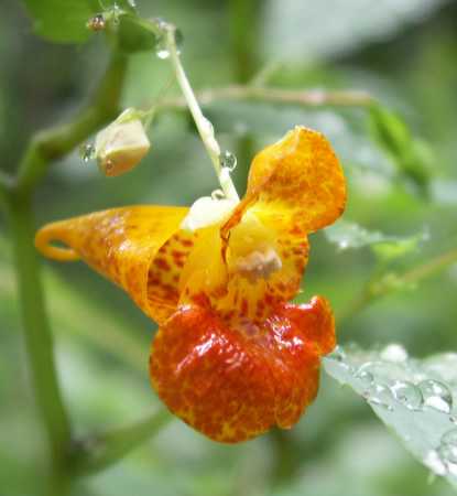 Orange Jewelweed