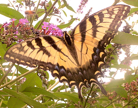 Eastern Tiger Swallowtail