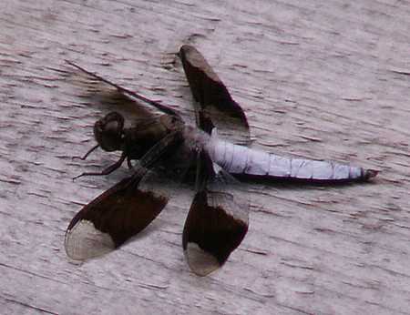 Common Whitetail