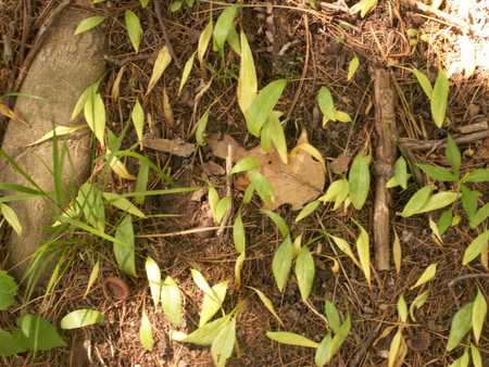 Dying trout lillies