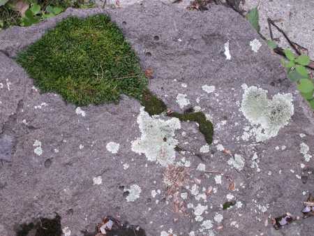 rock with moss and lichen